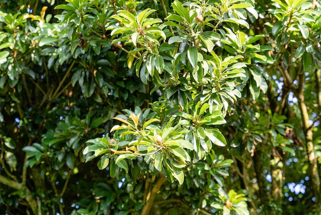 Sapoti fresco ou árvore de serra da Indonésia