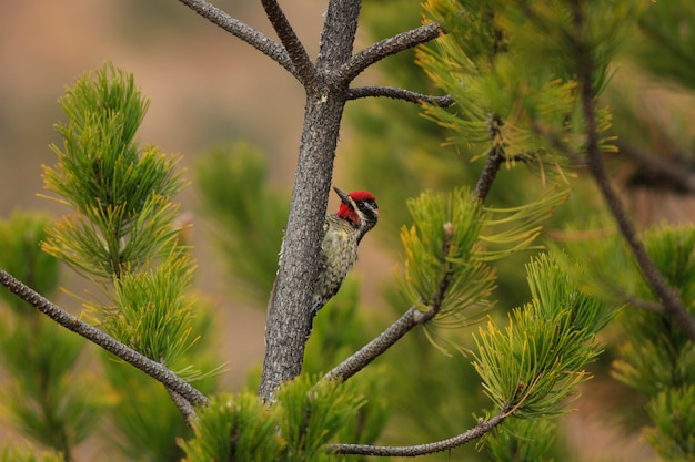 Sapsucker Vermelho-naped na árvore