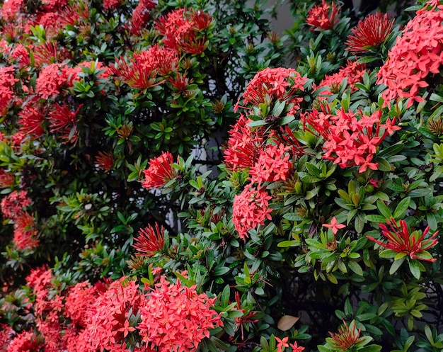 Saraca Indica oder Asoka Blumenpflanze blühte neu mit sehr üppigen grünen Blättern