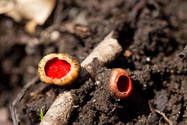 Sarcoscypha coccinea comumente conhecido como o elfo escarlate copo elfo escarlate ou o cogumelo comestível escarlate crescendo na floresta no início da primavera em março e abril