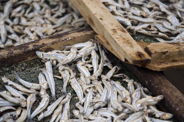 Sardellentrocknung für die Fischsaucenproduktion in Mui Ne Vietnam