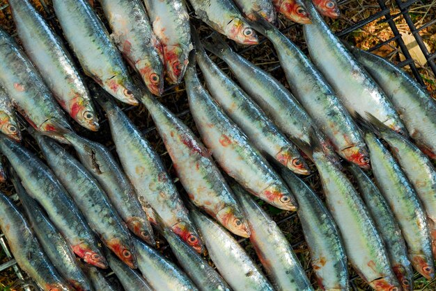 Sardinas en una parrilla de metal para ser asadas en el fuego