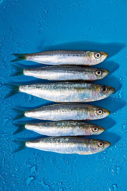 Sardinenfische in Folge auf blauem nassem Hintergrund