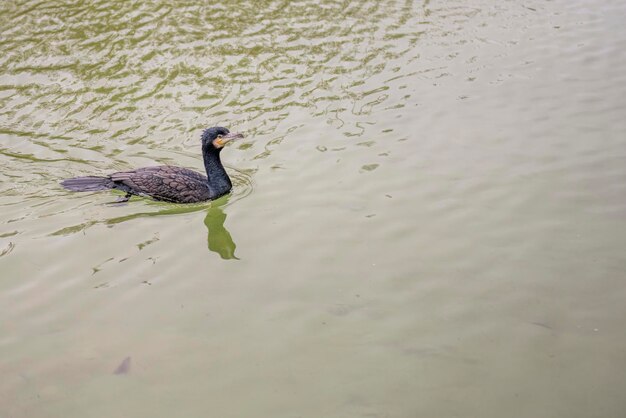 Sargento cormorão nadando em águas calmas