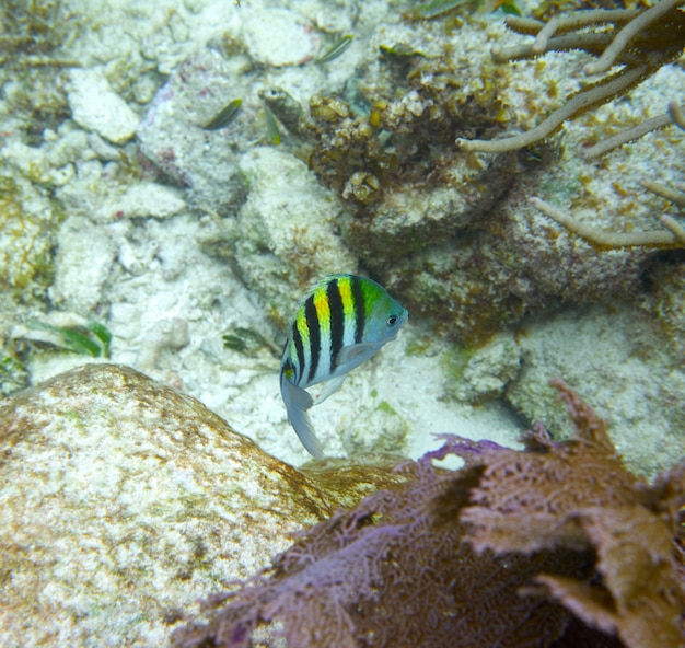 Sargento de peces principales en el Gran Arrecife Maya