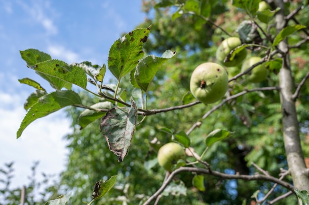 Sarna en las hojas de un primer plano de manzano. Enfermedades en el huerto de manzanas en verano.