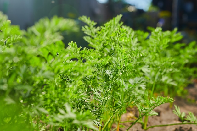 Sarrotblätter in einem Gemüsegarten im Gartenbau