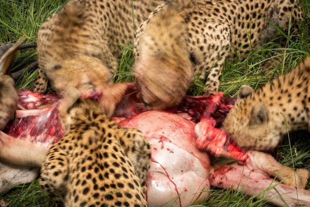 Foto una sartén lenta de cinco guepardos comiendo hartebeest