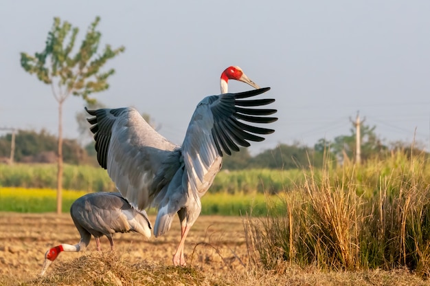 Sarus Kranich flattern Flügel auf dem Feld