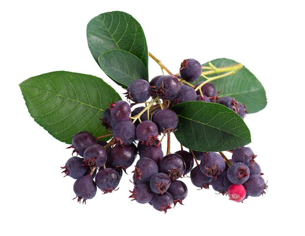 Saskatoon-Beeren isoliert auf weißem Hintergrund Amelanchier shadbush juneberry irga oder sugarplum reife Beeren