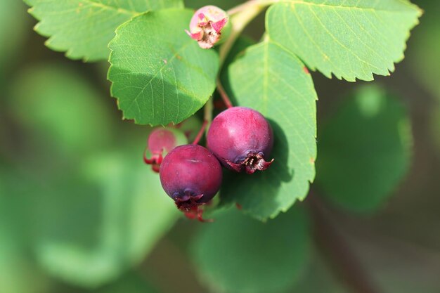 Foto saskatoon-beeren und blätter auf einem baum