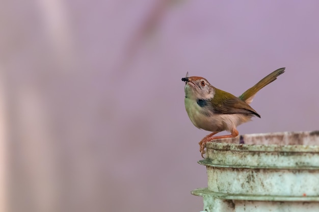 Sastre común con mosca doméstica en su pico