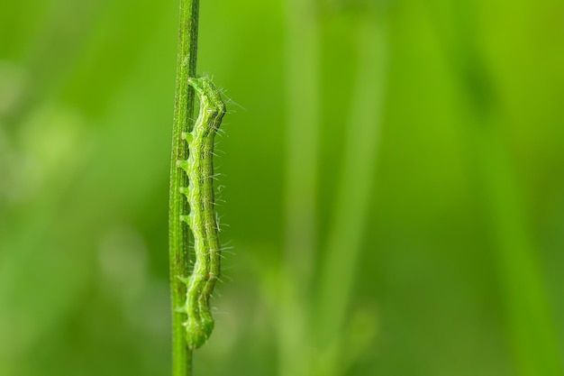 Saterpillar en la hoja