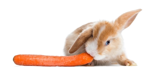 Satin Mini Lop Kaninchen, das eine Karotte isst, lokalisiert auf Weiß