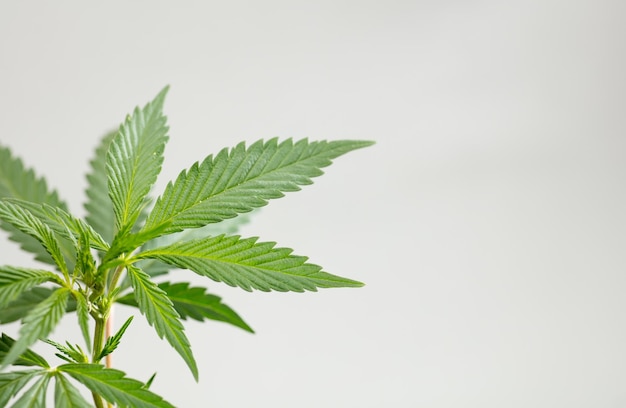 Sativa-Marihuana-Pflanze im Freien hinterlässt einen schönen grünen Hintergrund
