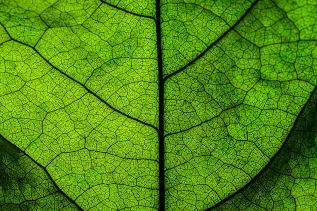 Satte grüne Blatttextur sehen durch Symmetrie-Aderstruktur schönes Naturtexturkonzept