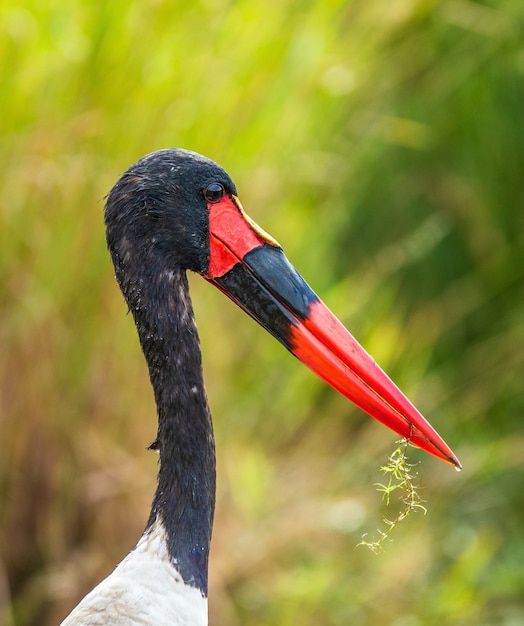 Sattelschnabelstorch fängt einen kleinen Fisch in einem kleinen Teich in der Savanne