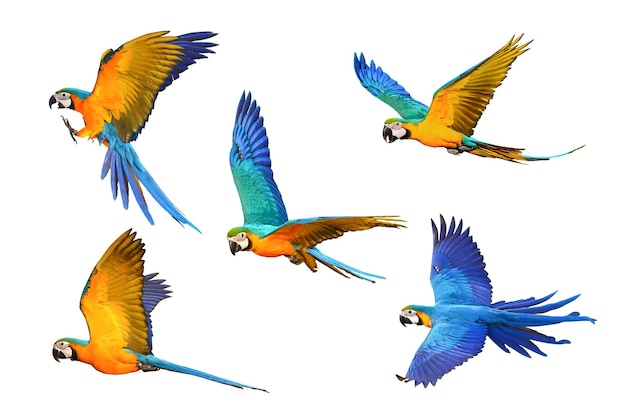 Satz Ara-Papageien, die lokalisiert auf weißem Hintergrund fliegen.