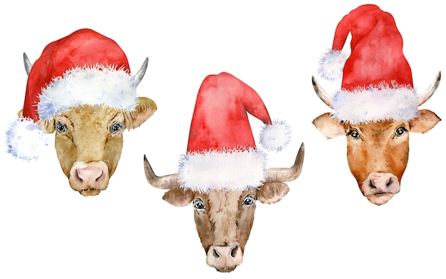 Satz braune Kühe in den Weihnachtsmannmützen
