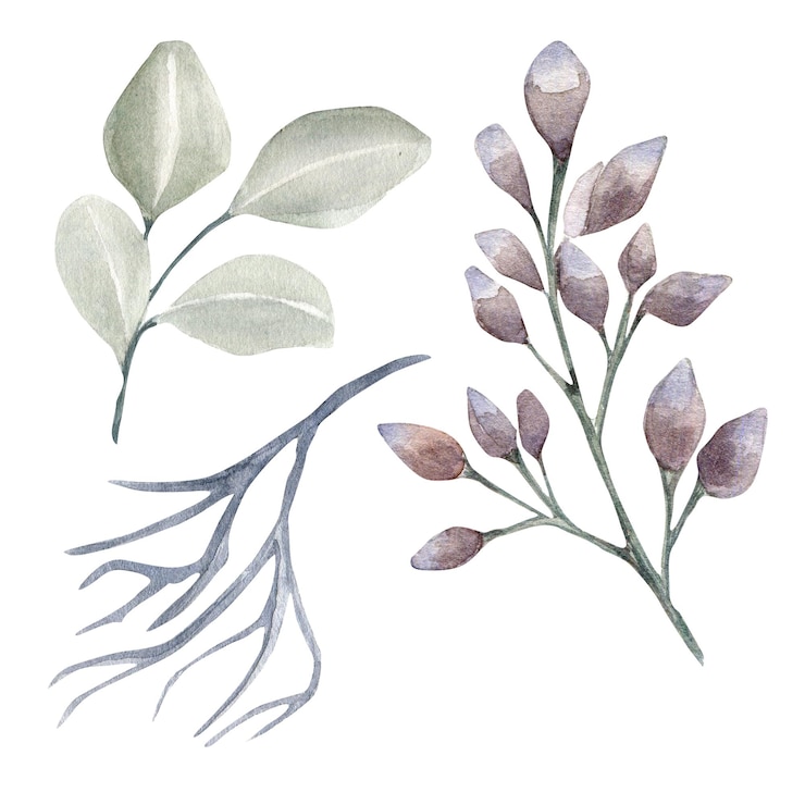 Foto satz getrocknete blumen-eukalyptus-aquarellillustration lokalisiert auf weiß