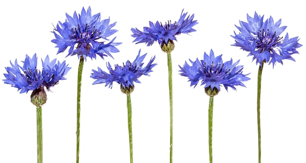 Satz Kornblumen getrennt Blaue Blumen