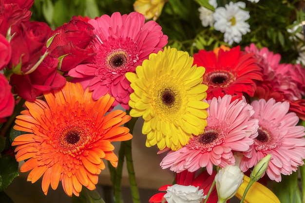 Satz rote, rosa, gelbe und orange Gerberablumen