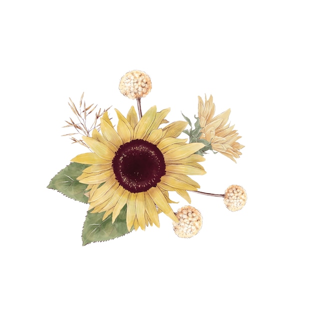 Satz süße Sonnenblumen blüht Äste und Blätter. Aquarellillustration