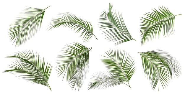 Satz tropische Blätter auf weißem Hintergrund