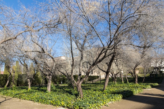 Satz von Bäumen ohne Blätter im Garten des Palastes der Infanterie in Guadalajara, Spanien