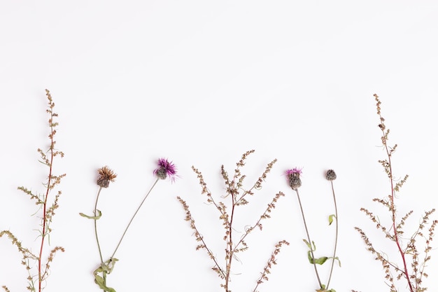 Satz von drei trockenen Blumen getrennt