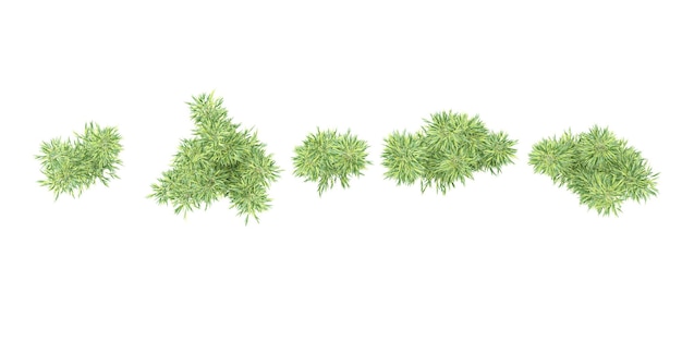 Satz von Dschungel-Bambusa-Multiplex-Bäumen. 3D-Darstellung von oben, Draufsicht zur Veranschaulichung