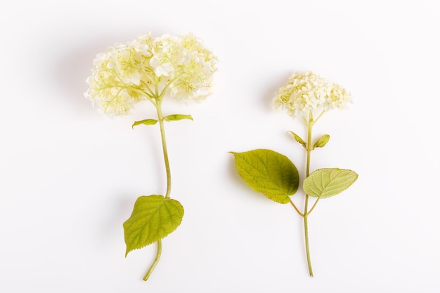 Satz von weißen Blumen Hortensie Botanik Schönheit Hochzeitskonzept Overhead Draufsicht flach lag Lettland Nordeuropa