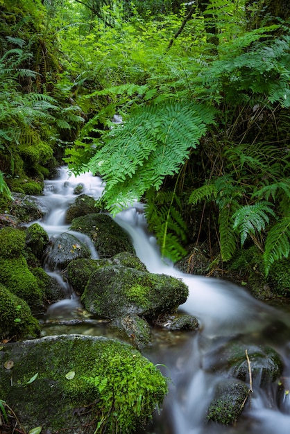 Sauberes Wasser Wasserfall in üppiger grüner Vegetation als Fragas Do Eume Galicien Spanien