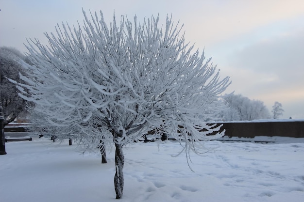 Sauce globular cubierto de nieve lat Salix fragolis en el jardín público de la ciudad al amanecer de invierno helado