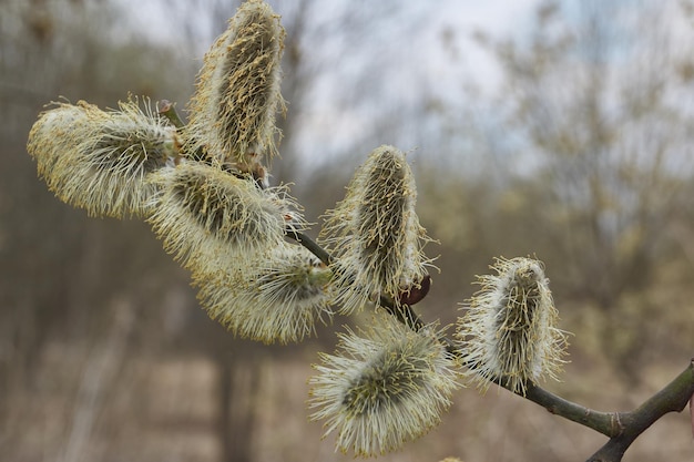 El sauce lat Salix florece las inflorescencias de los pendientes han florecido