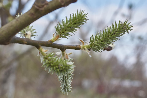 El sauce lat Salix florece las inflorescencias de los pendientes han florecido