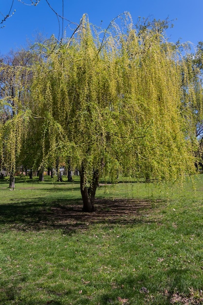 Sauce llorón o sauce de Babilonia (Salix Babylonica) en un parque