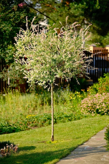 El sauce moteado japonés Hakuro Nishiki en el jardín Ramas de sauce con hojas blancas y rosadas