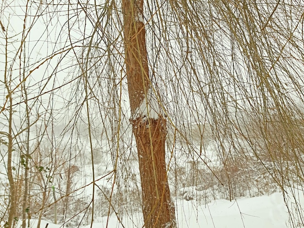 Sauce en la nieve del invierno a su alrededor