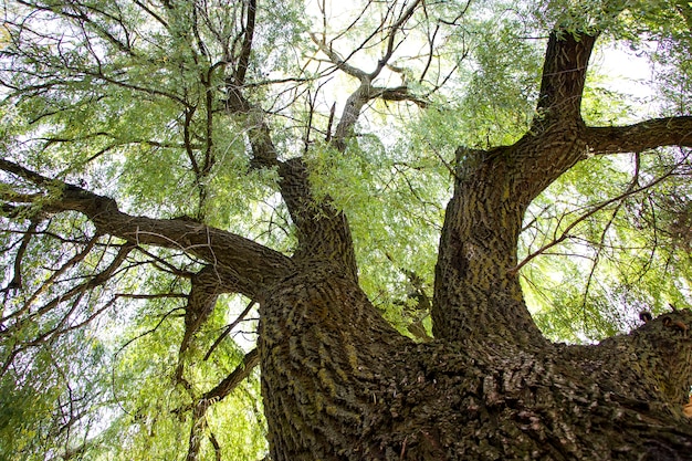 Sauce. Árbol de difusión fabuloso. A la altura del cielo. La tranquilidad de la naturaleza. Un lugar acogedor para relajarse.