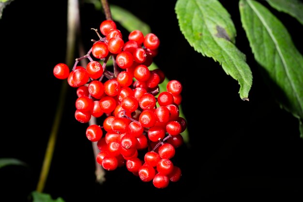 Saúco rojo Sambucus racemosa las ramas de bayas no comestibles de cerca