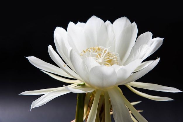 Saussurea obvallata o brahma kamal flor o loto blanco, es originaria del Himalaya y Uttarakhand, India, aislado