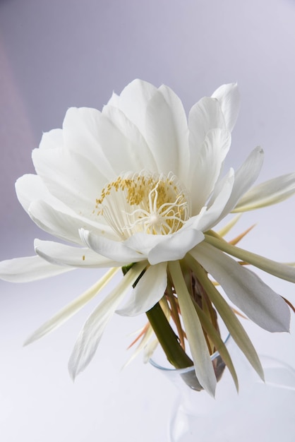 Saussurea obvallata o brahma kamal flor o loto blanco, es originaria del Himalaya y Uttarakhand, India, aislado