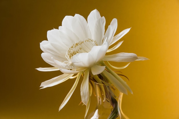 Saussurea obvallata o brahma kamal flor o loto blanco, es originaria del Himalaya y Uttarakhand, India, aislado