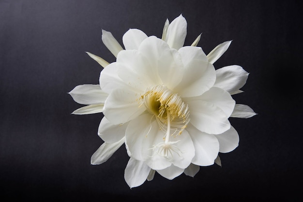 Saussurea obvallata ou flor brahma kamal ou lótus branco, é nativa do Himalaia e de Uttarakhand, na Índia, isolada