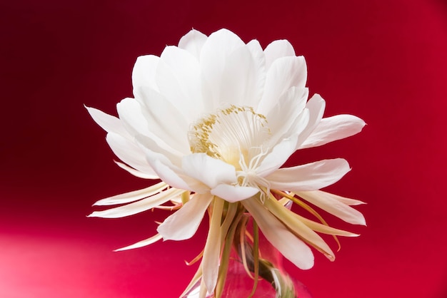 Saussurea obvallata ou flor brahma kamal ou lótus branco, é nativa do Himalaia e de Uttarakhand, na Índia, isolada