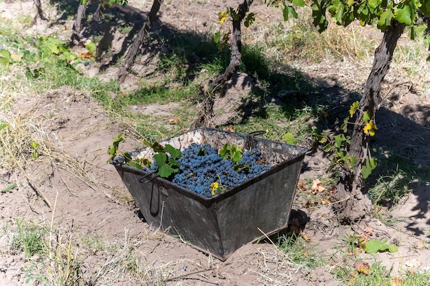 Sauvignon-Sammelbehälter von Merloc