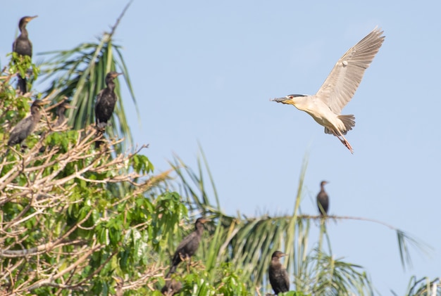 Savacu, schöner Flug eines Wasservogels namens Savacu in Brasilien. Selektiver Fokus.