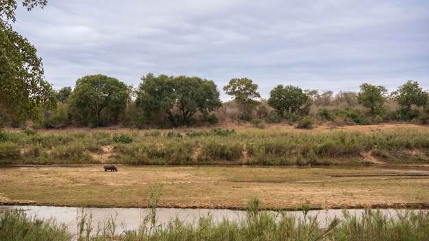 Savana africana no Parque Nacional Kruger