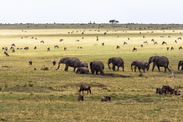 Savana com herbívoros grandes e pequenos